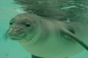 Беллорчій тілена: факти з життя хижака Беллорчій тілена: факти з життя хижака